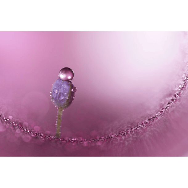 Sony FE 100mm f/2.8 Macro GM Lens (Sony E) 14