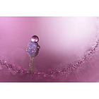 Sony FE 100mm f/2.8 Macro GM Lens (Sony E) 14