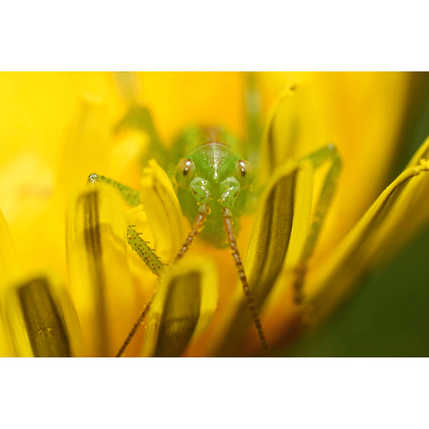 Sony FE 100mm f/2.8 Macro GM Lens (Sony E) 15