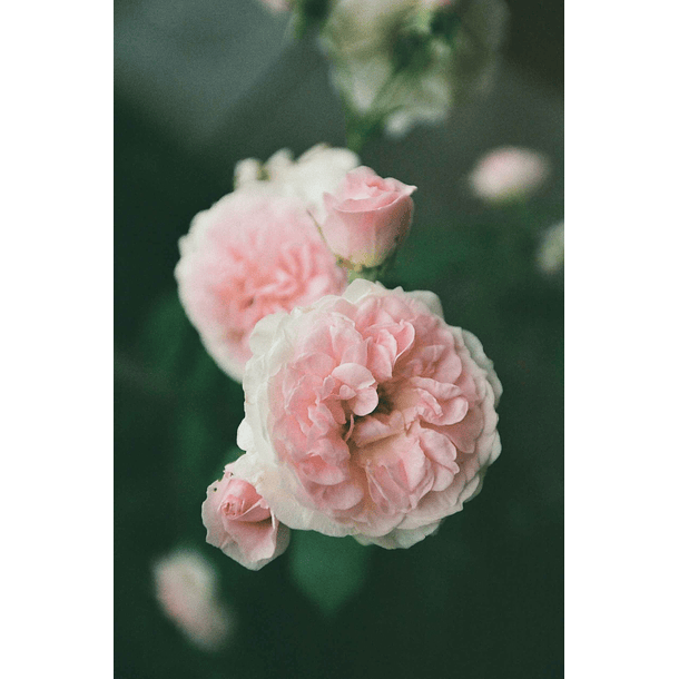 Kodak Eastman GOLD 200 Color Negative Film (35mm, 36exp) 2