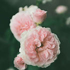 Kodak Eastman GOLD 200 Color Negative Film (35mm, 36exp) 2