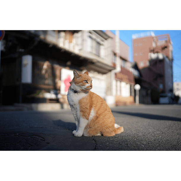 Sigma 35mm f/1.4 DG II Art 10