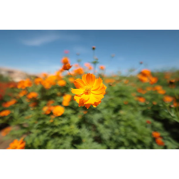 Canon RF 14mm f/1.4 L VCM 16
