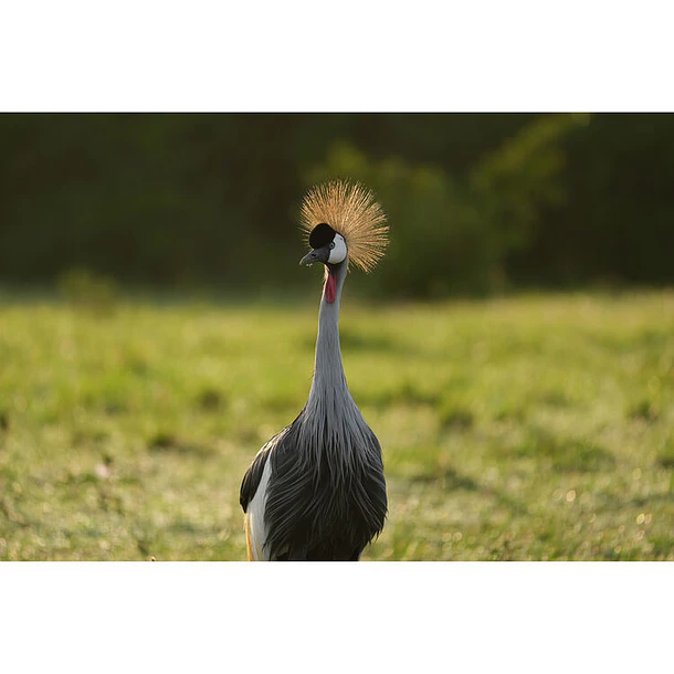 Sony FE 100-400mm f/4.5 GM OSS 18