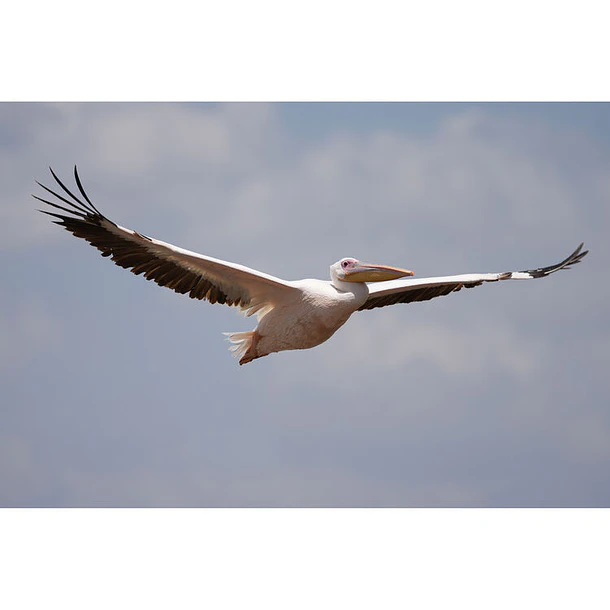 Sony FE 100-400mm f/4.5 GM OSS 19