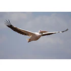 Sony FE 100-400mm f/4.5 GM OSS 19