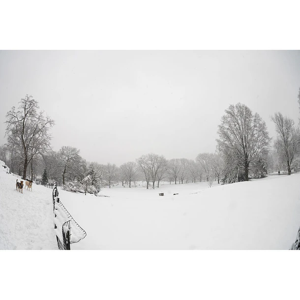 Sigma 15mm f/1.4 Fisheye DG DN Art  7