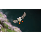 Sony FE 400mm f/4.5 GM OSS (Sony E) 19