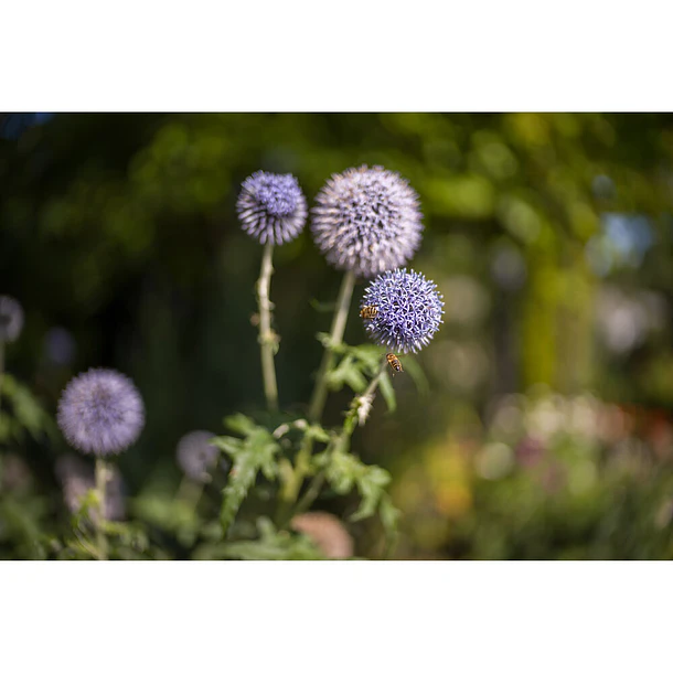 Leica Noctilux-M 35mm f/1.2 ASPH. 7