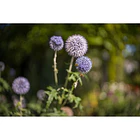 Leica Noctilux-M 35mm f/1.2 ASPH. 7