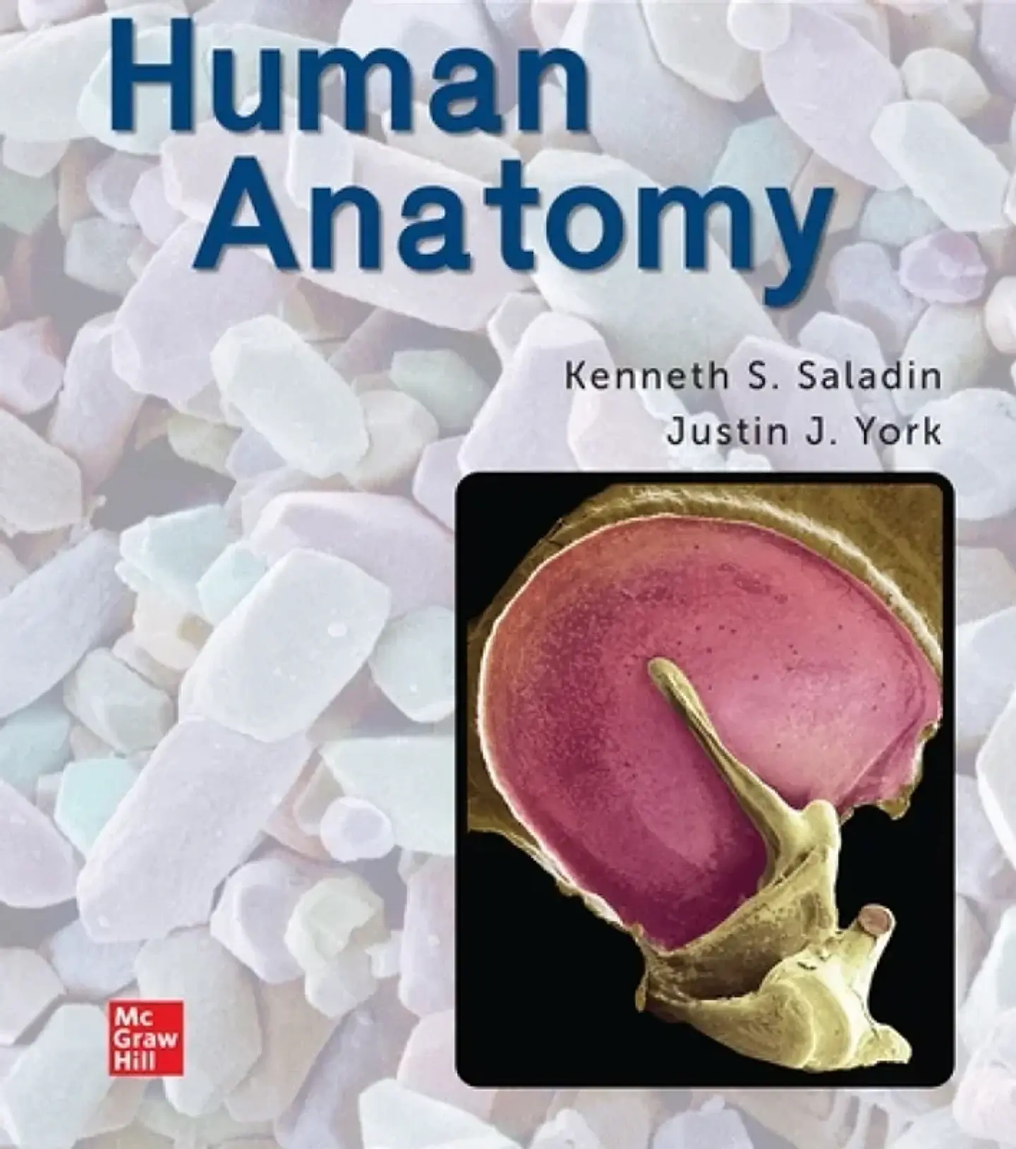 Human Anatomy: 2024 Release 1