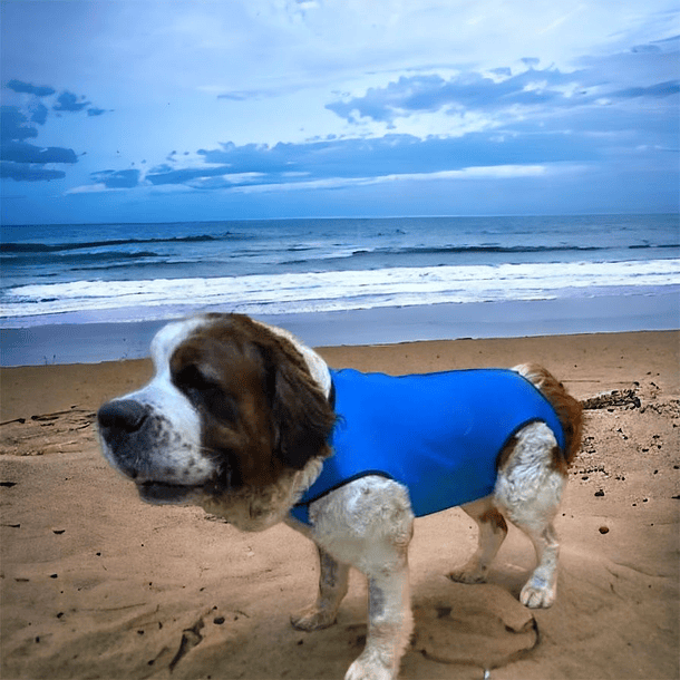 Body Cobre Tradiciona 