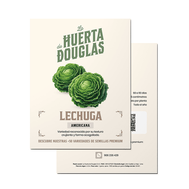 Lechuga Americana