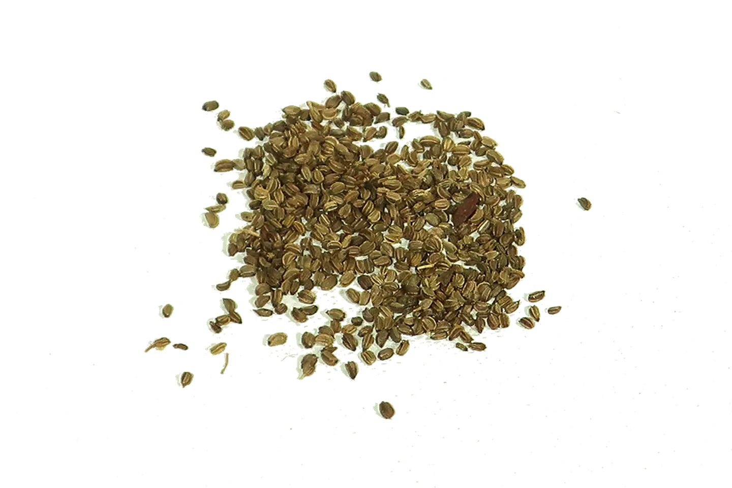 Semillas Apio de hoja 2