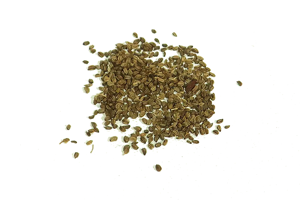 Semillas Apio de hoja 2