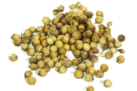 Semillas Cilantro