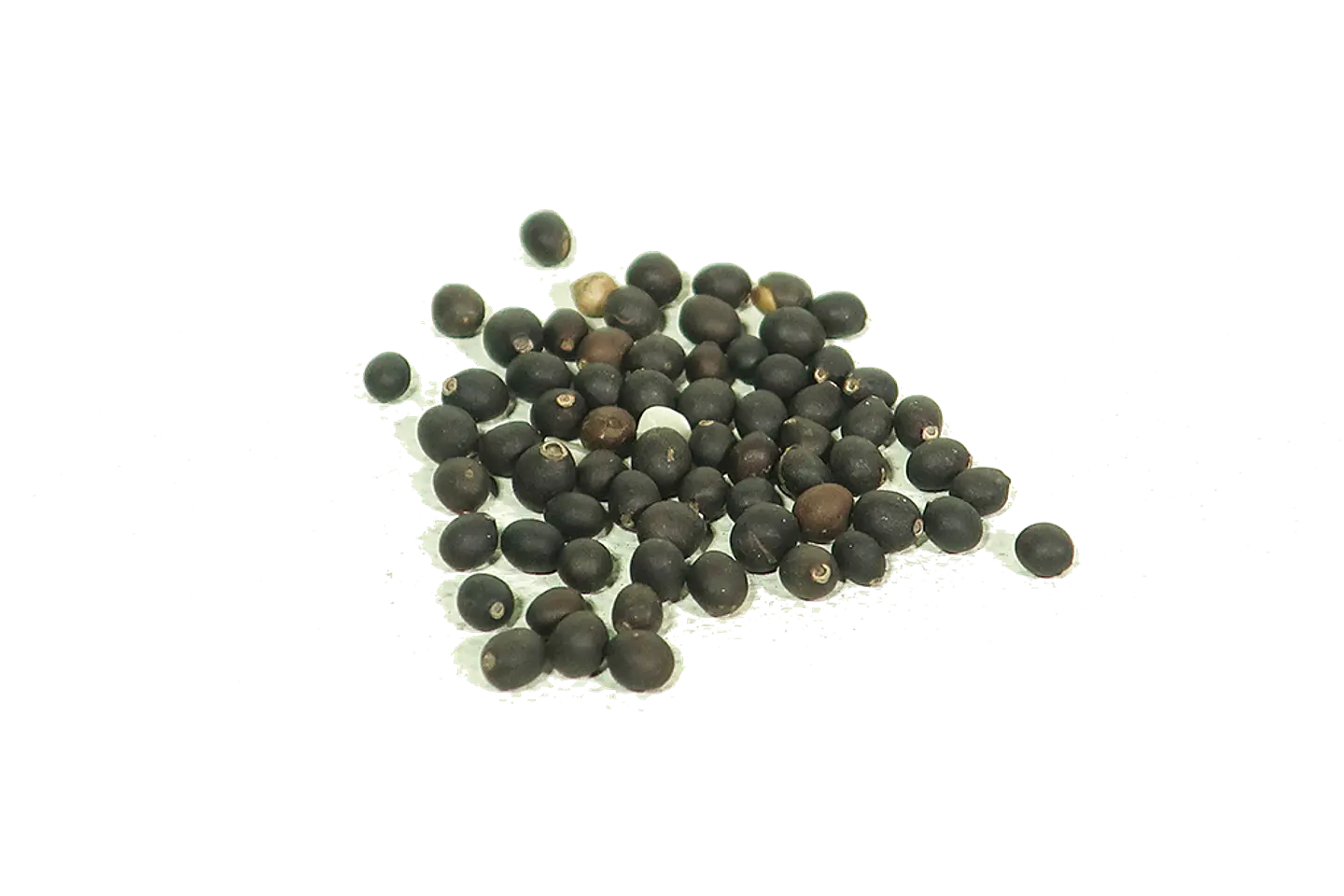 Semillas Salvia 2
