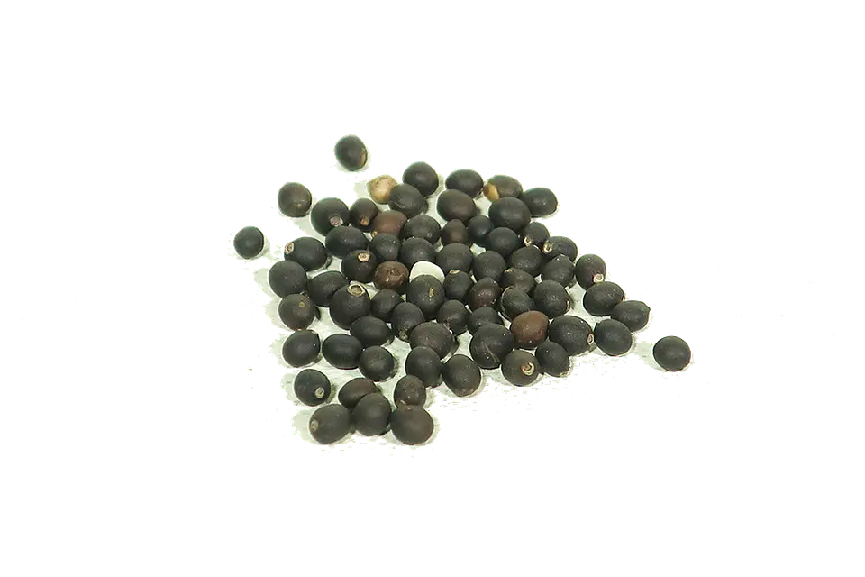 Semillas Salvia 2