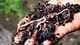 Vermicompostaje