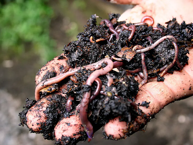 Vermicompostaje