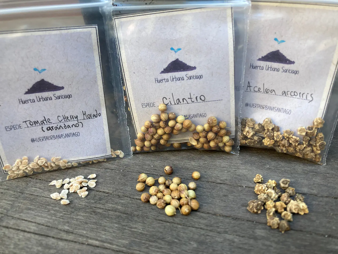 Semillas Apio de hoja 3