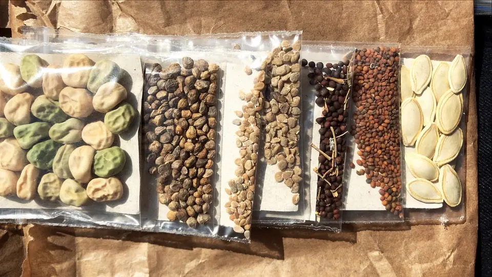 Semillas Apio de hoja 1