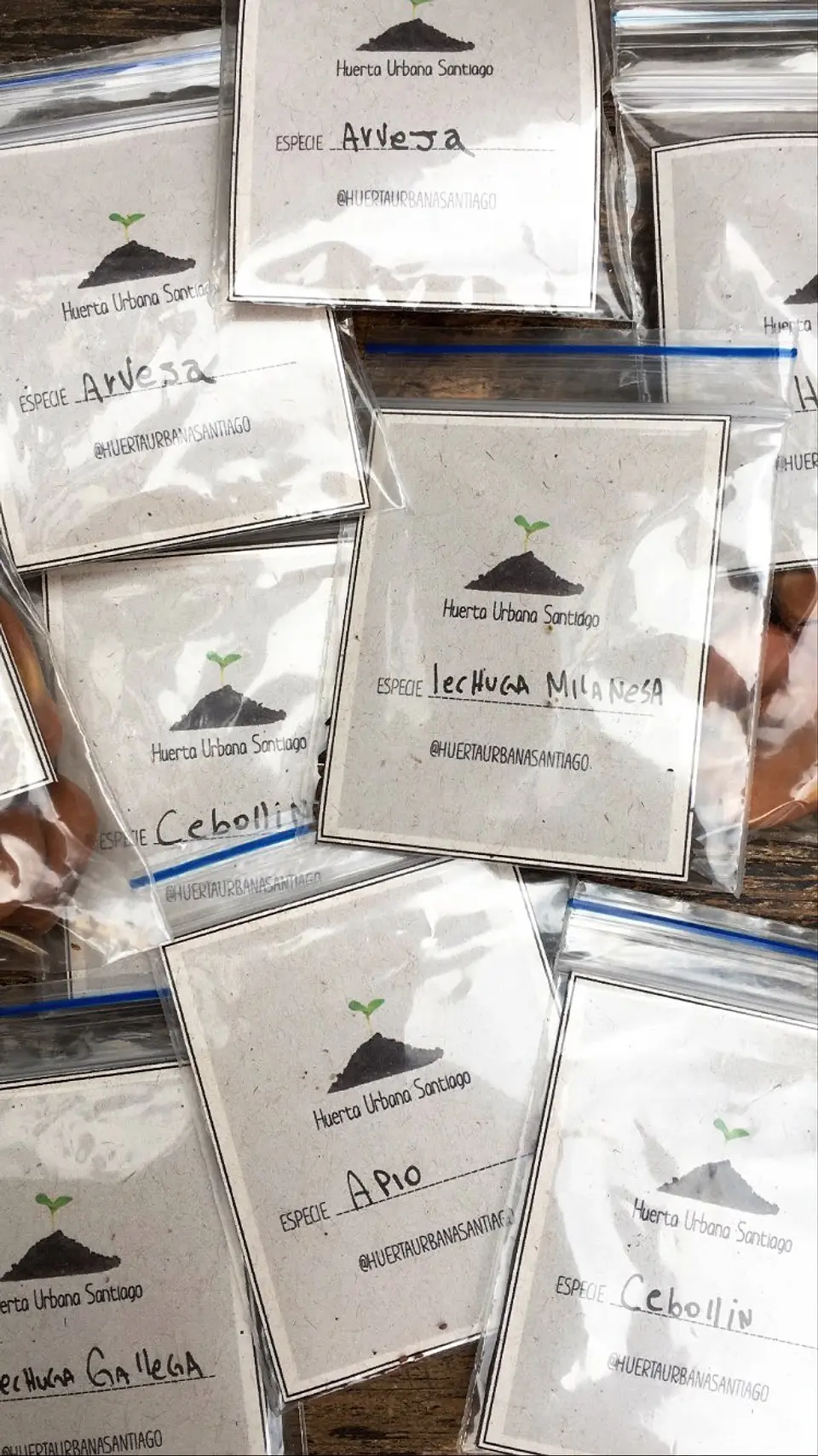 Semillas Apio de hoja 4