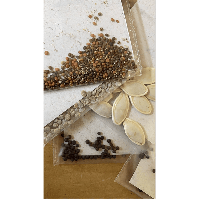 Semillas Apio de hoja
