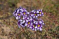 Cuadro Leucocoryne vitatta - Miniatura 3