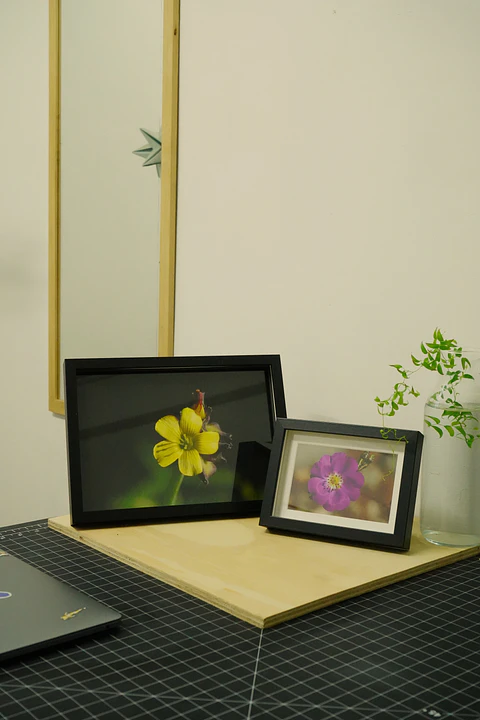 Cuadro Oxalis