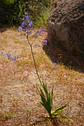 Cuadro Pasithea caerulea - Miniatura 2
