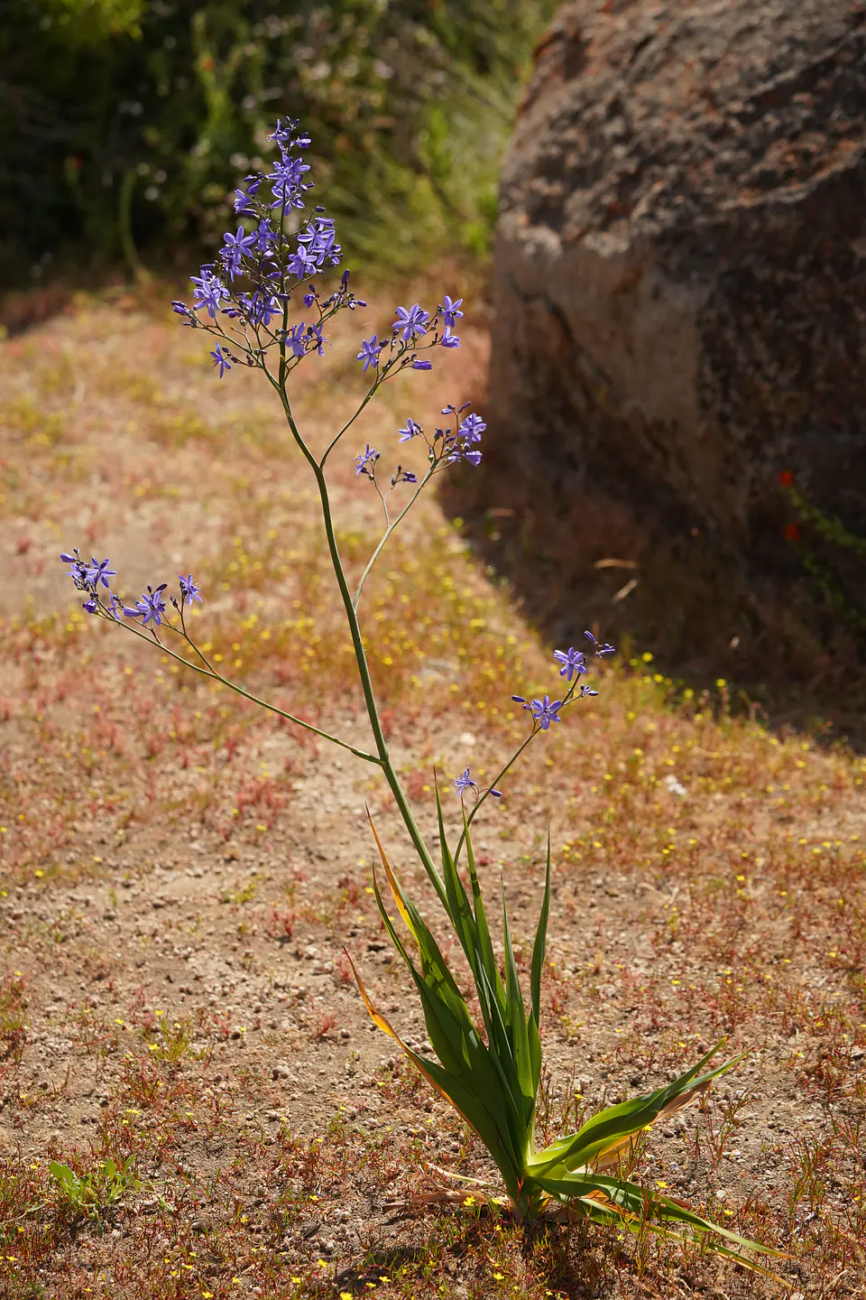 Cuadro Pasithea caerulea 2