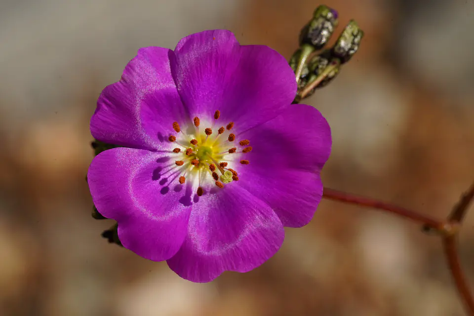 Cuadro Cistanthe  2