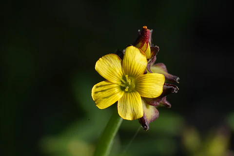 Cuadro Oxalis