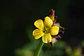 Cuadro Oxalis - Miniatura 2