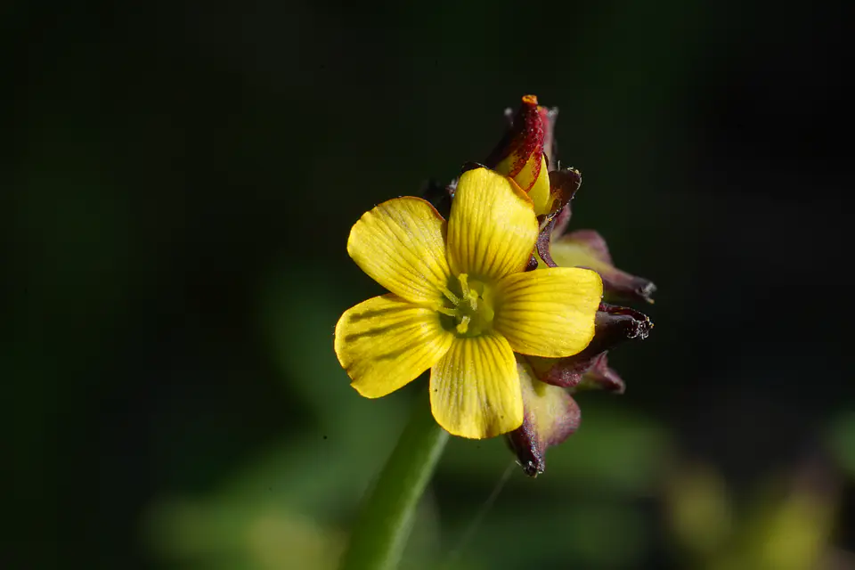 Cuadro Oxalis 2