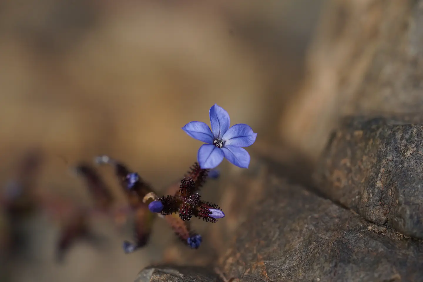 Cuadro Plumbago caerulea 1