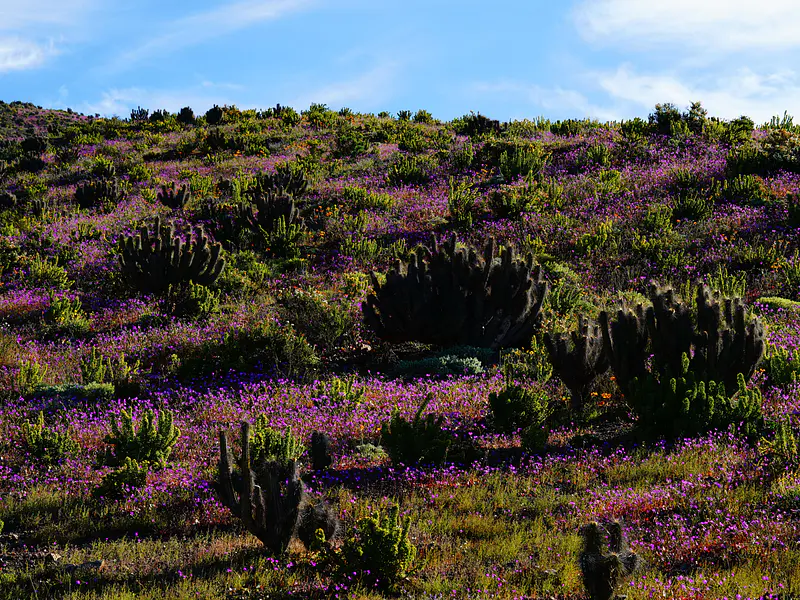 Flores Nativas