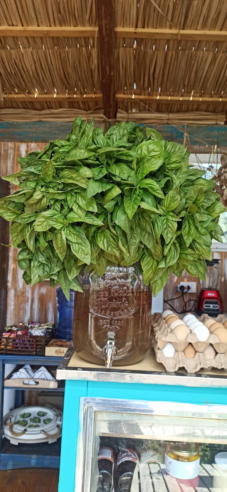 Albahaca