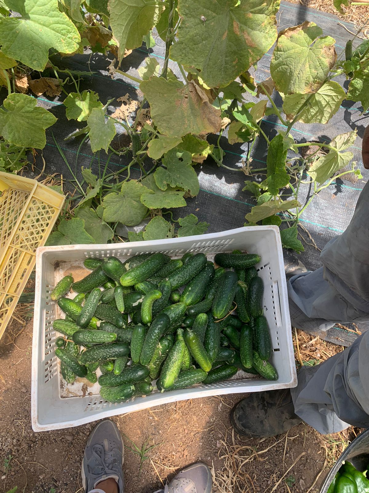 Pepino