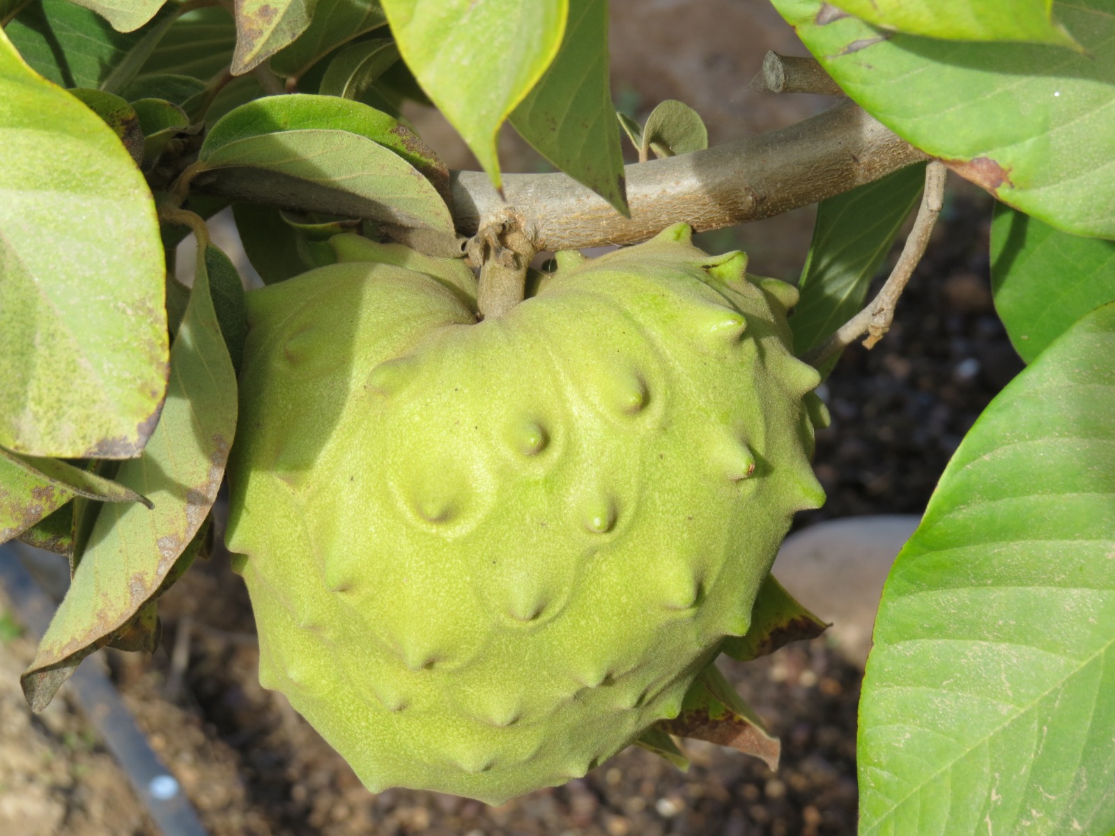 Chirimoyas agroecologicas