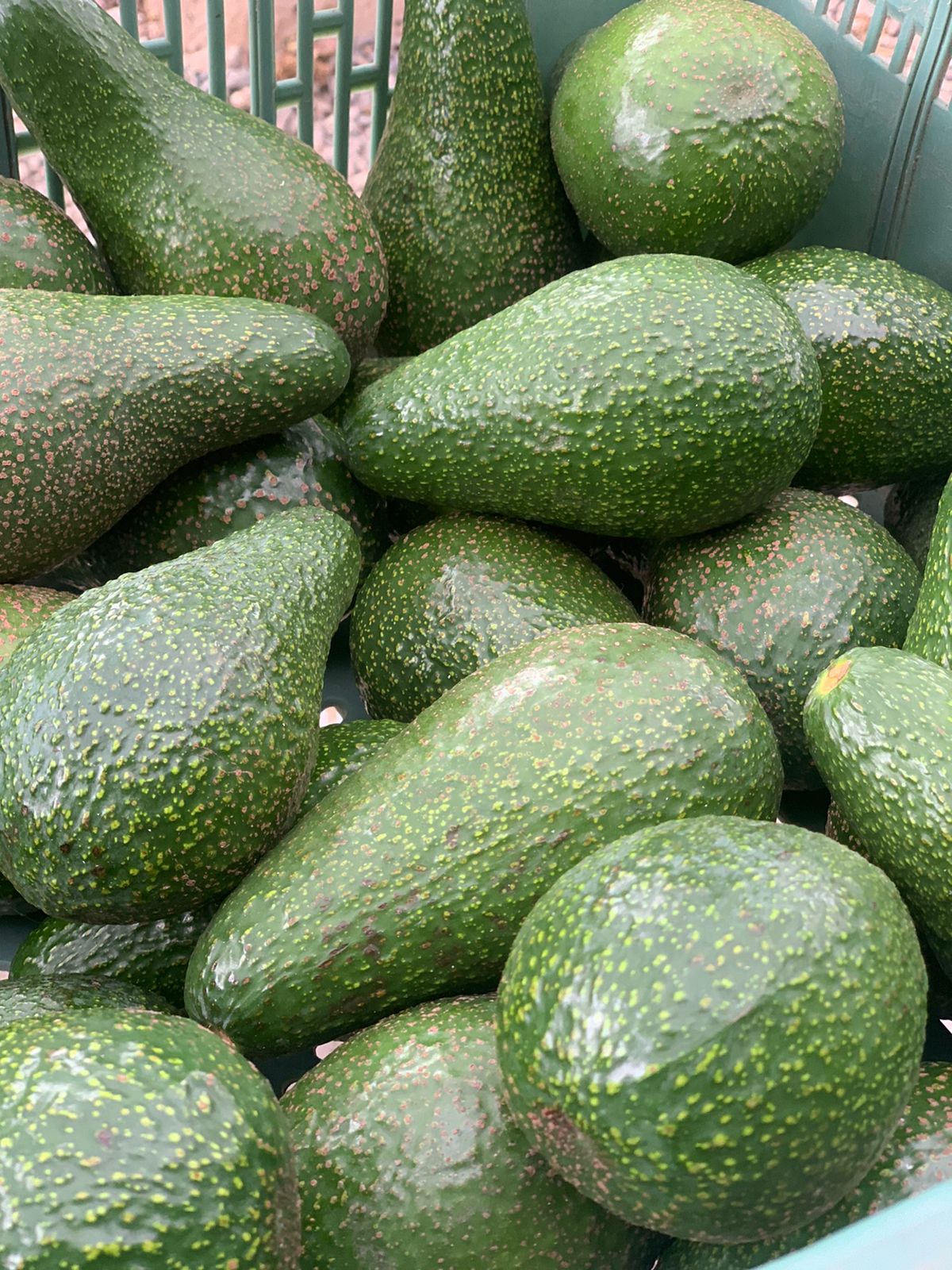 Palta Hass - 0.5