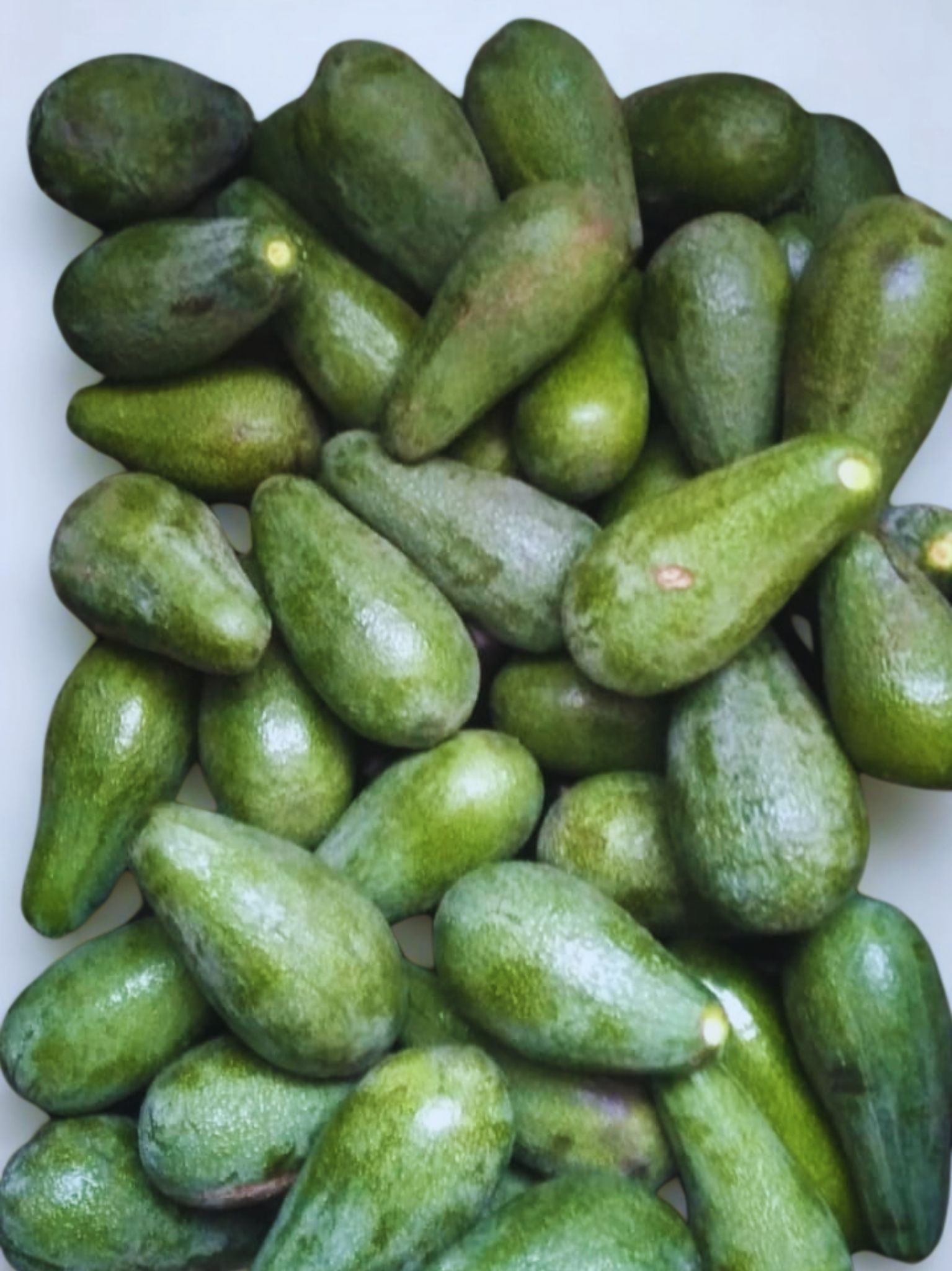 Palta edranol, agroecológica.