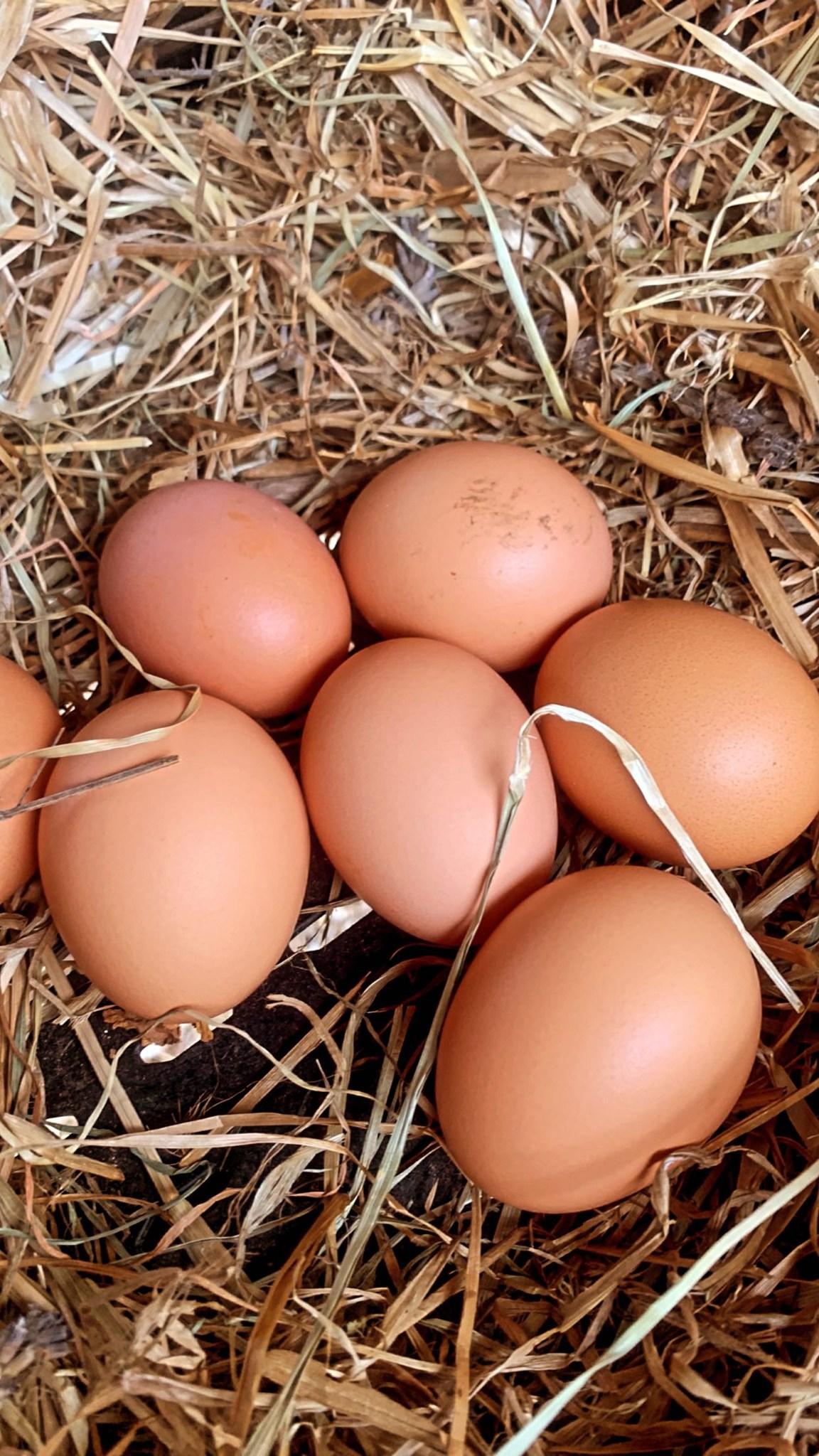 Huevos del huerto 12 unidades.