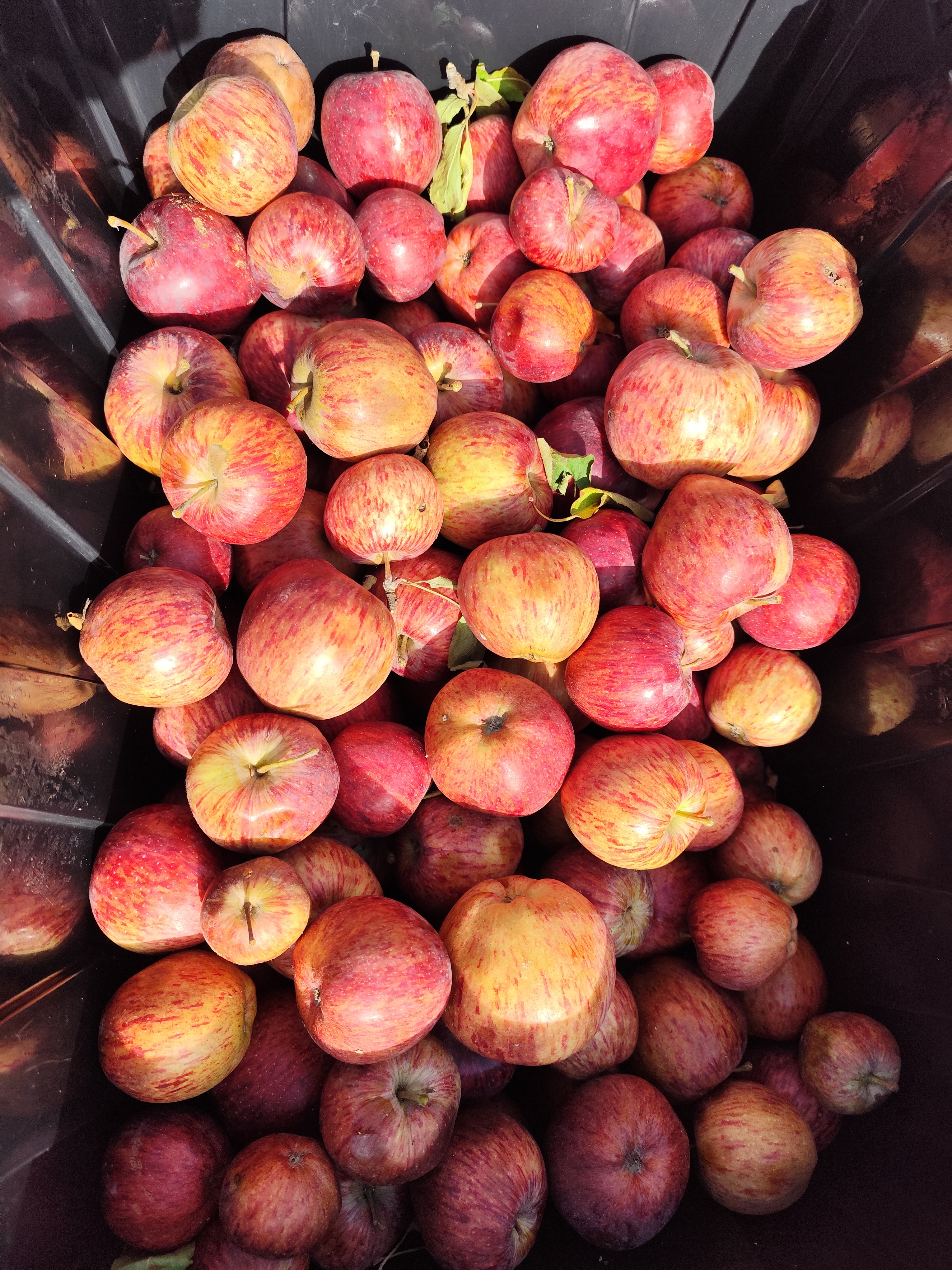 Manzanas biodinámicas agroecológicas