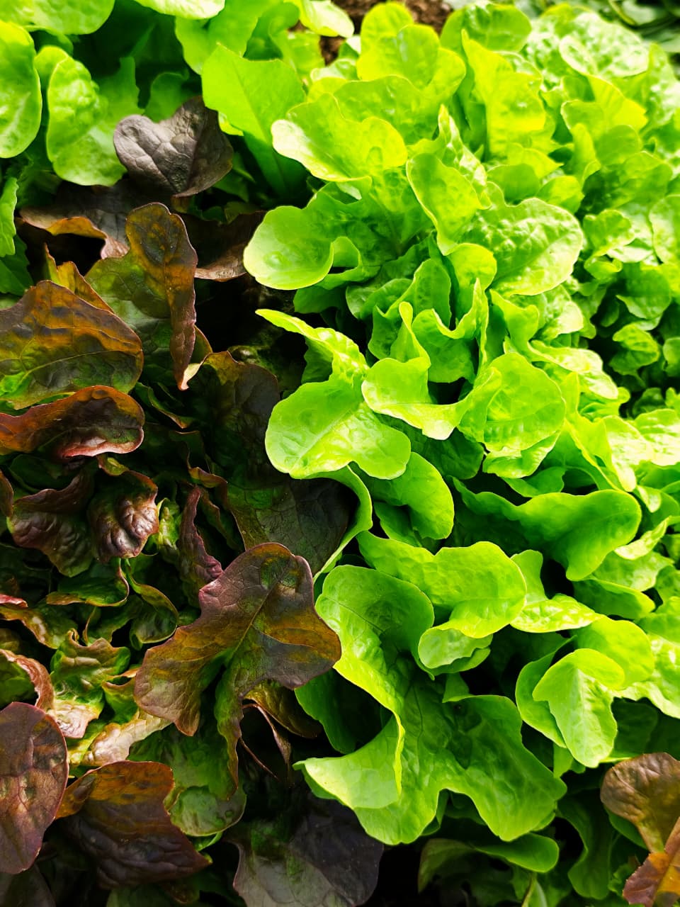Lechuga española