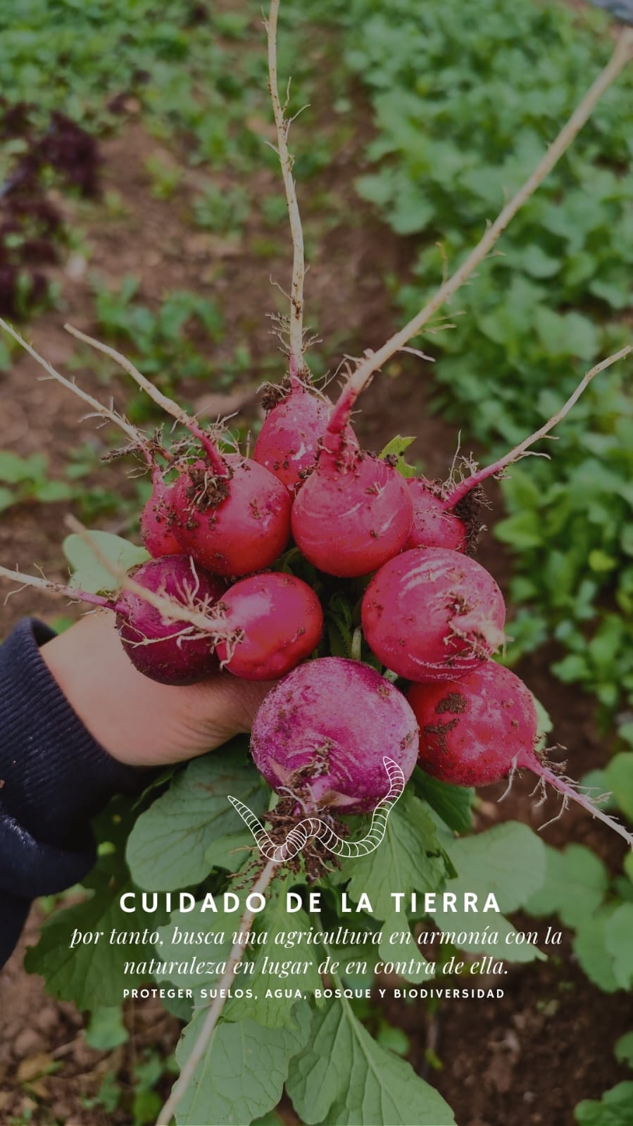 Rabanitos