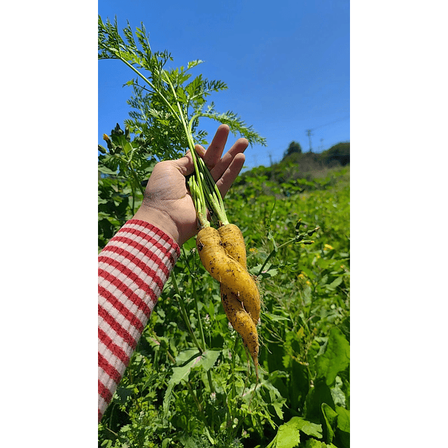 Zanahorias orgánicas 
