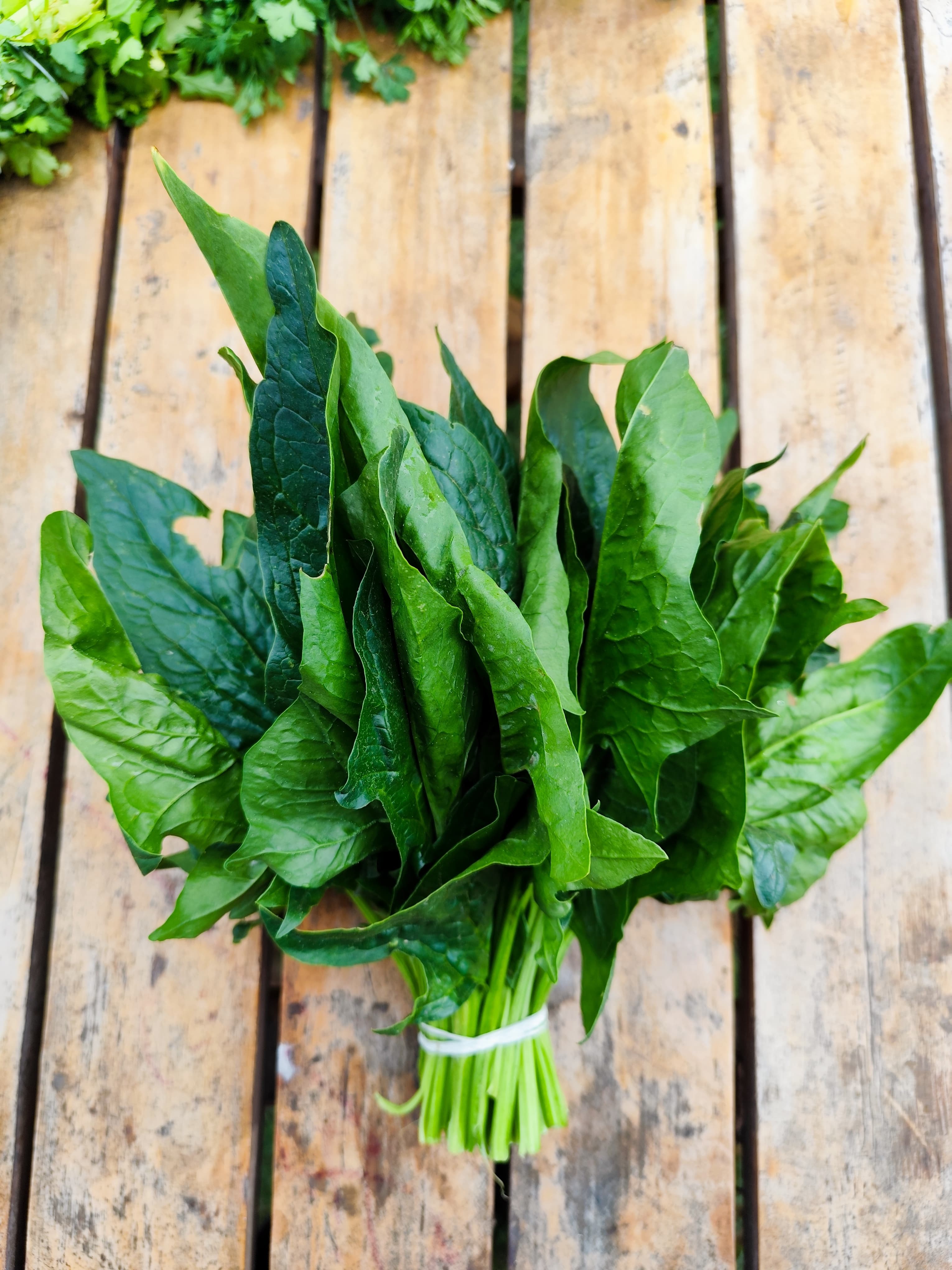 Espinaca