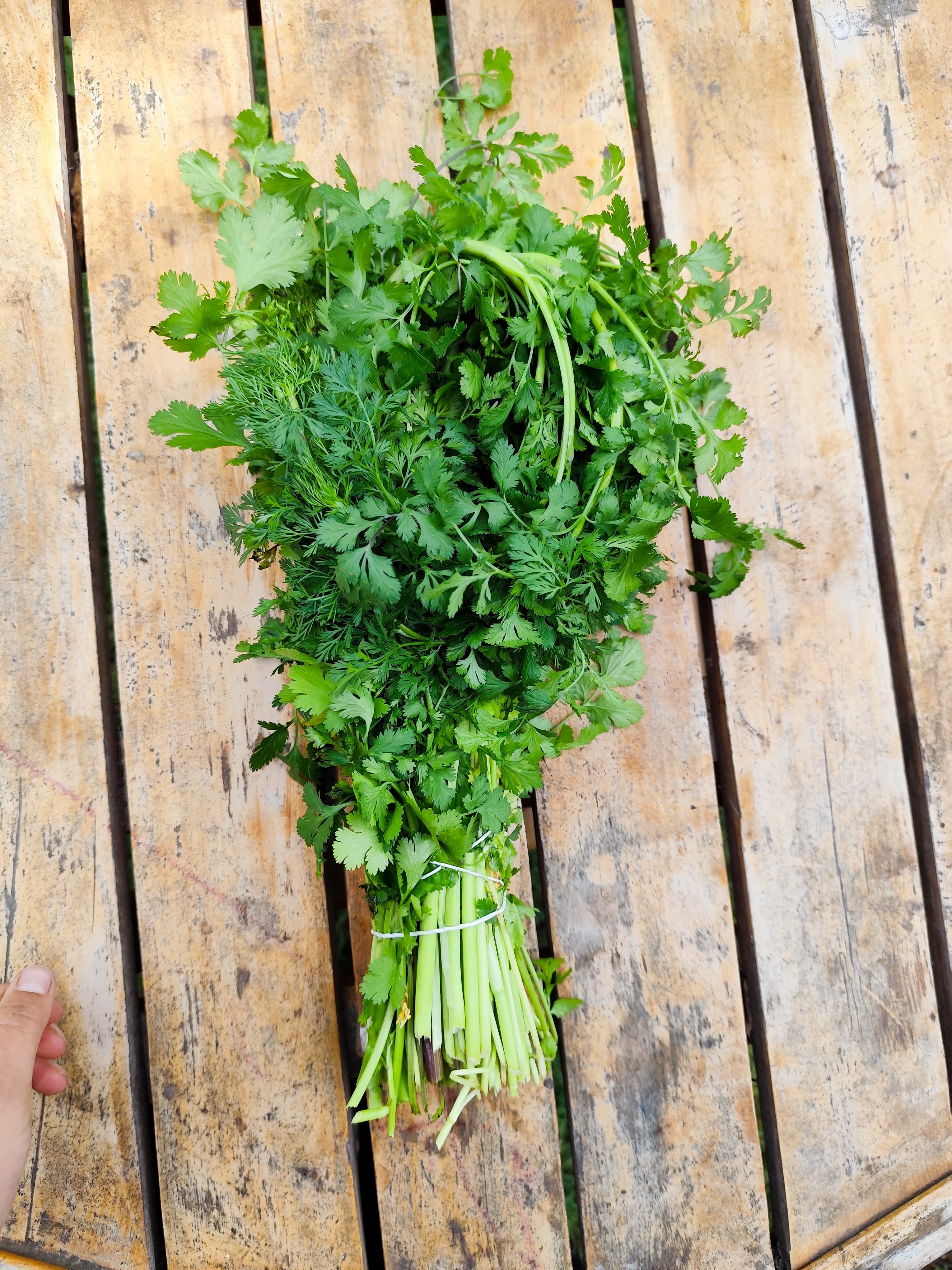 Cilantro cultivado